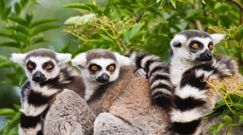 Madagascar animali