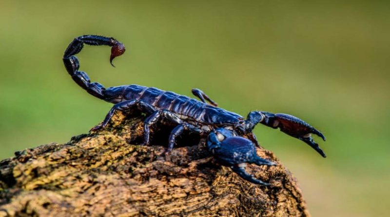 Scorpione animale